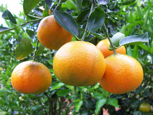 Changsha (Citrus reticulata)